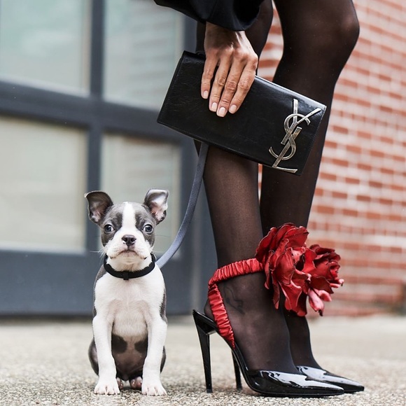 🐶WE ARE LIVE🐶 - Picture 3 of 17